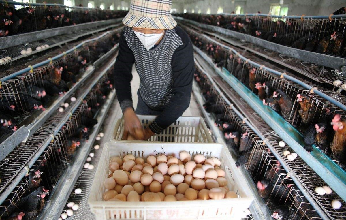 养鸡病症介绍视频,养鸡怎么防止各种鸡病