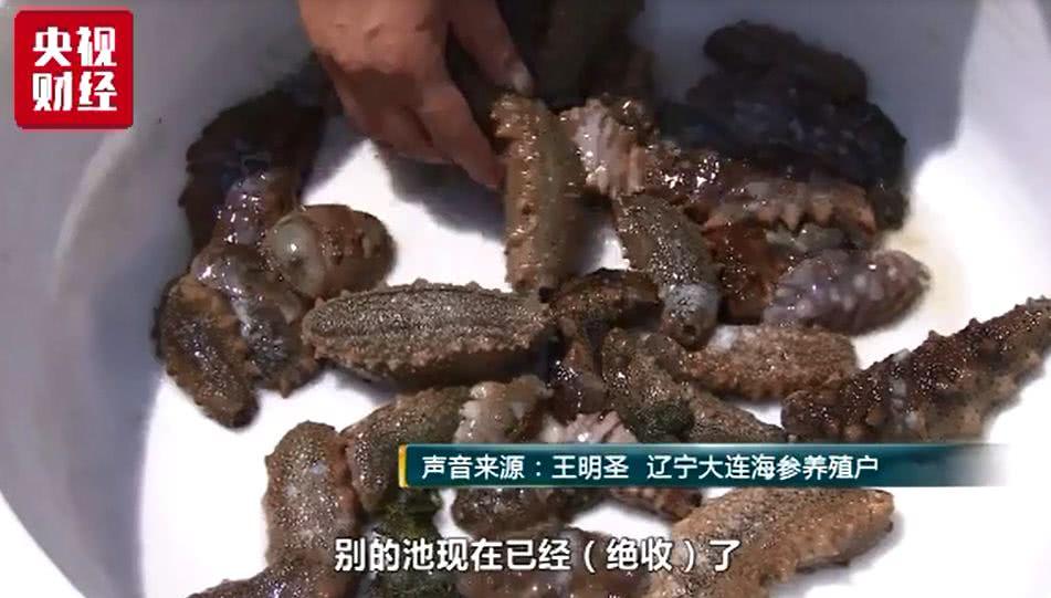 大连海参大量被热死损失了多少钱,大连气温太高造成海参死亡事件