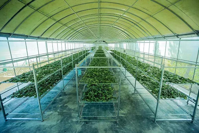 她赌上身家，靠“一根丝”轰动全城，产品远销22国