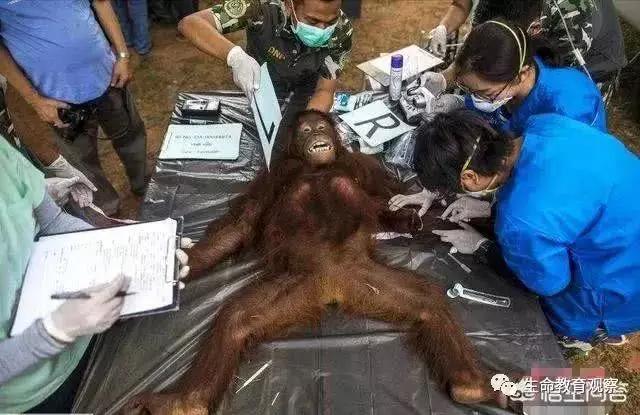 科学家如何发现人和大猩猩间有生殖隔离的