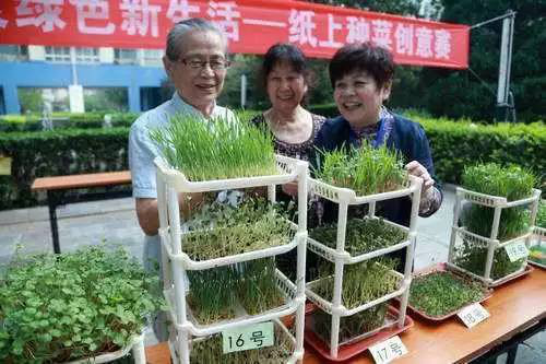 种菜赚钱的农业模式,农业种菜新模式