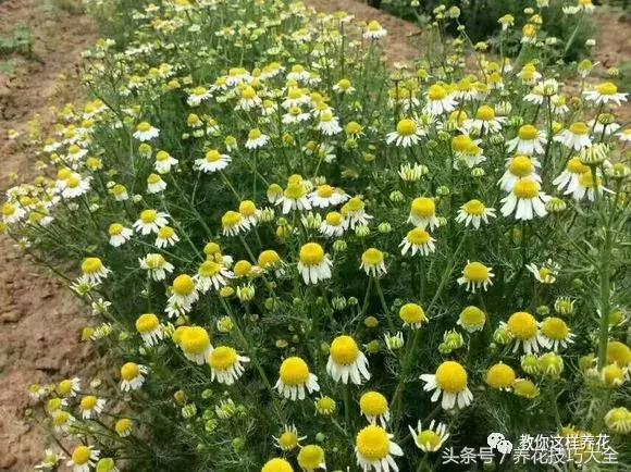 入睡困难也容易醒吃什么助眠药,入睡困难惊醒吃什么助睡眠的药好