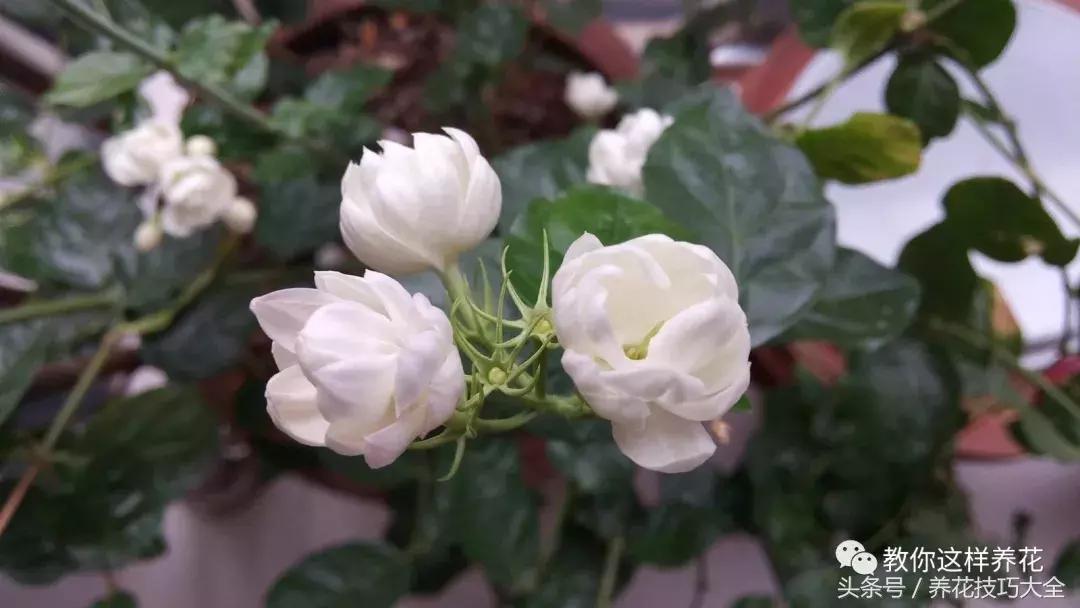 入睡困难也容易醒吃什么助眠药,入睡困难惊醒吃什么助睡眠的药好