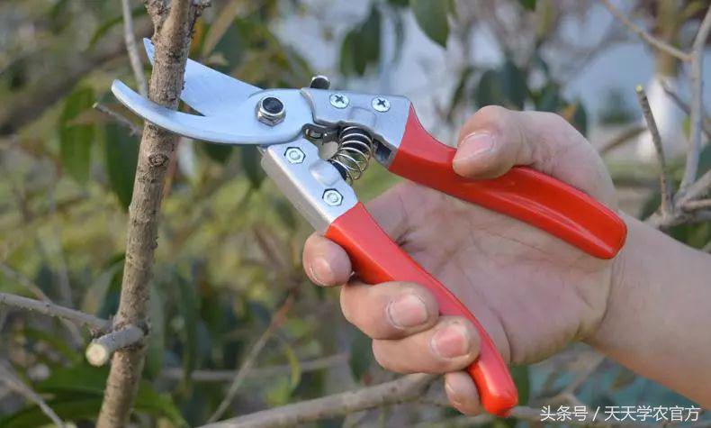 剪坏了的柑橘树如何补救,柑橘树错误修剪