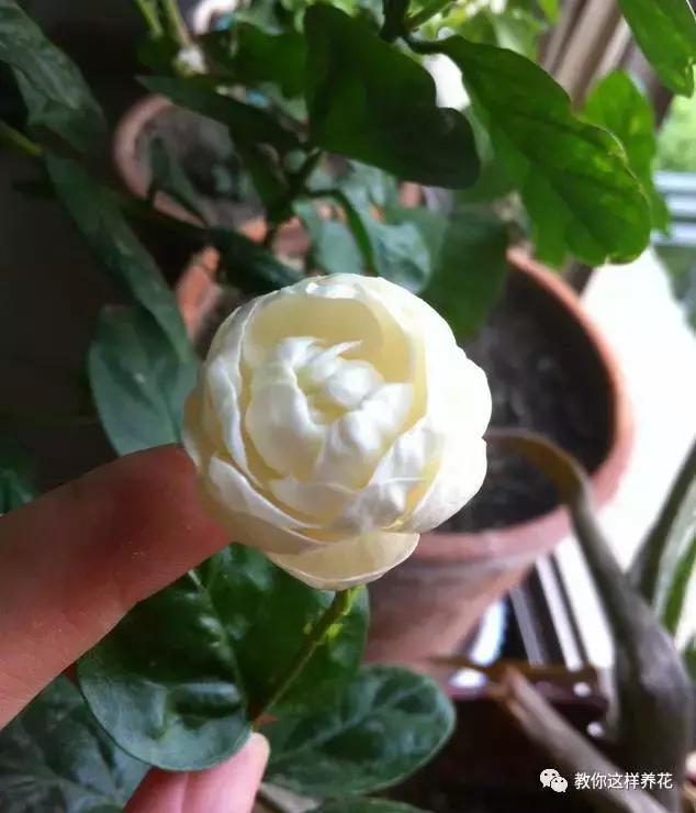 有利于提高晚上的睡眠质量的绿植,睡眠不好养什么花帮助睡眠