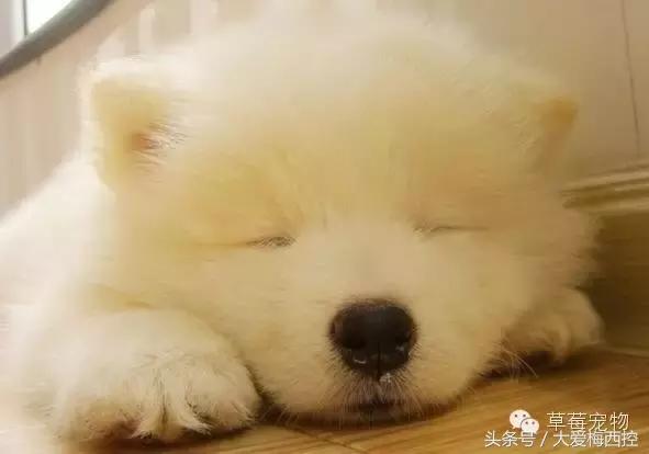 萨摩耶和阿拉斯加哪个更适合新手,萨摩耶新手入门篇