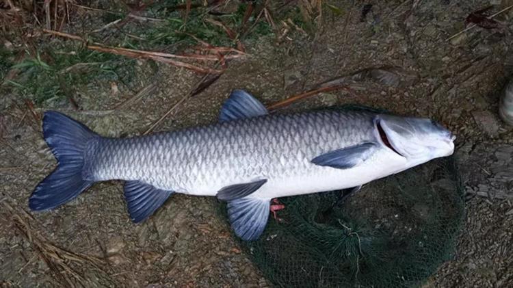 红薯和螺蛳打窝钓大青鱼的技巧,怎么用红薯做青鱼和草鱼的饵料