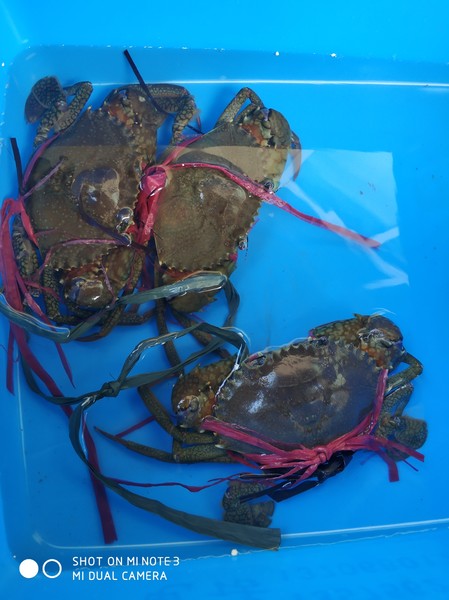 嵊泗离岛游玩攻略 (嵊泗列岛三天两夜旅游攻略)