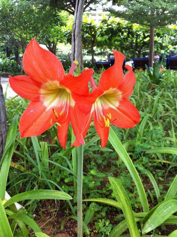 三宝妈妈三亚旅游,三宝妈妈三亚