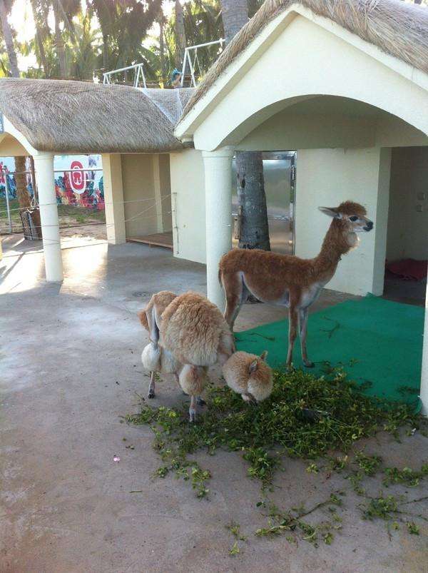 三亚三日游带孩子攻略,三姐妹游三亚