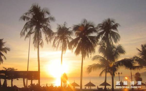 蓝莓评测美国蓝莓,蓝莓评测