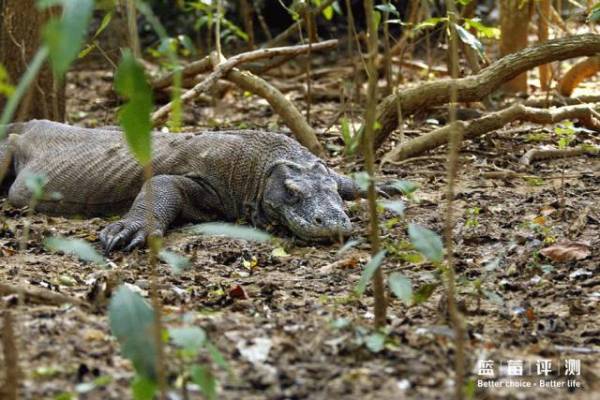 钃濊帗娴峰矝,钃濊帗璇勬祴娴峰矝