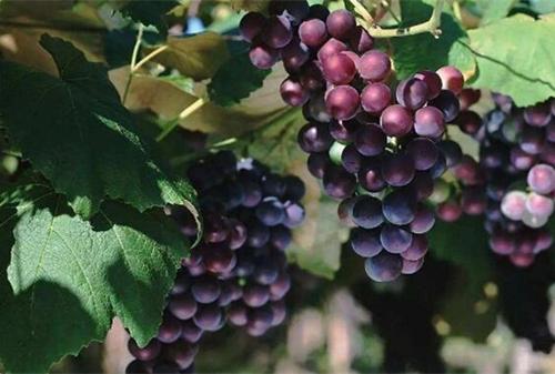 自制葡萄酒的正确方法,自制葡萄酒去甲醇最好方法