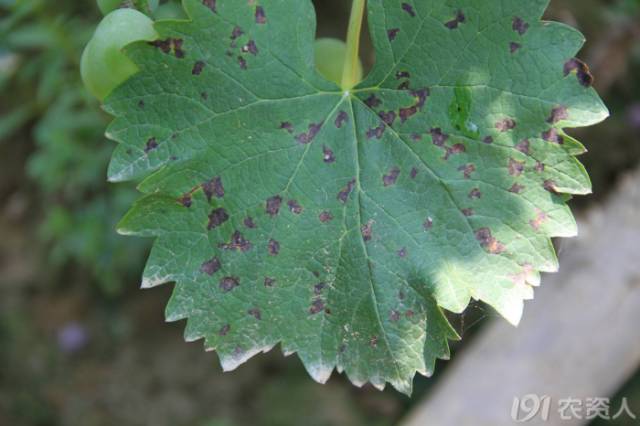 葡萄常见病害对照表,阳光玫瑰葡萄常见病害