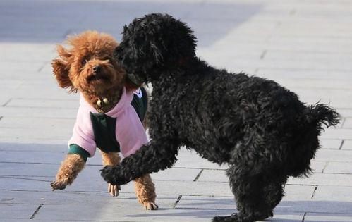 泰迪老是喜欢舔主人手是怎么回事,泰迪狗狗舔主人脖子意味着什么