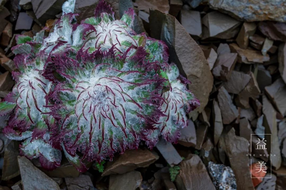 「昨日推文」哭泣的雪兔子，已经被人类挖到濒临灭绝！请高抬贵手放过它们吧！