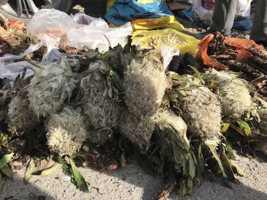 「昨日推文」哭泣的雪兔子，已经被人类挖到濒临灭绝！请高抬贵手放过它们吧！