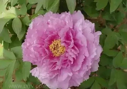 8.8发财日的祝福,8月18日发财日早安祝福图片