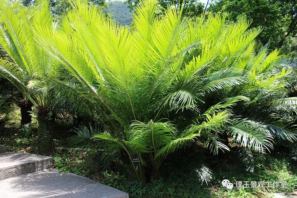 最漂亮的铁树开花,铁树开花深圳