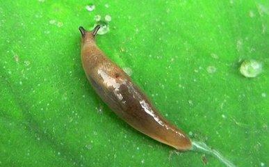 长得像蜗牛一样的虫子是什么虫,头跟蜗牛一样的软体虫