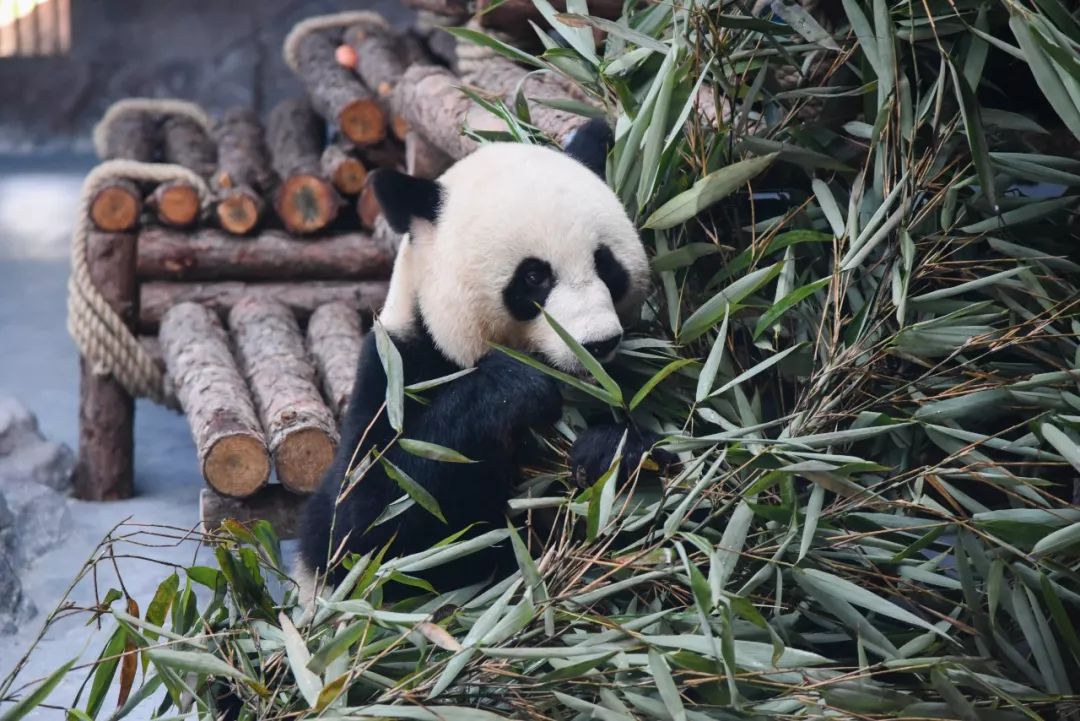实力圈粉！熊猫兄弟今天正式亮相东莞，一大波萌图滚滚来袭