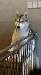 为什么有些人很吵都能睡着,为什么有的人很吵也能睡得着