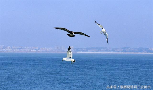 辽宁农家乐旅游攻略,辽宁农家度假村