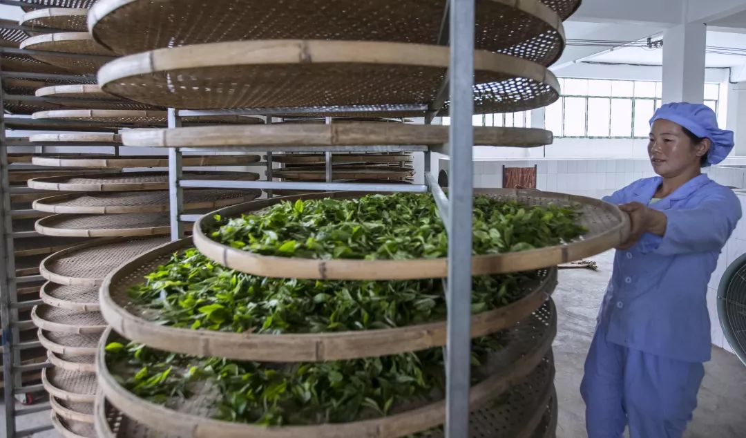 「创富人物」凌云茶乡“领头阳”的人善茶方纯