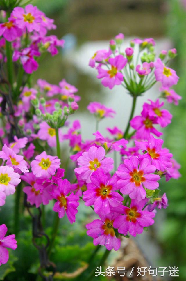 心灵鸡汤个性签名唯美,心灵鸡汤语录音频句句戳心