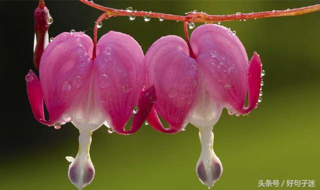 心灵鸡汤个性签名唯美,心灵鸡汤语录音频句句戳心