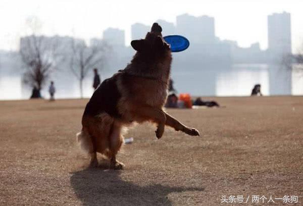 给土狗洗澡的注意事项,给狗洗澡的正确方法