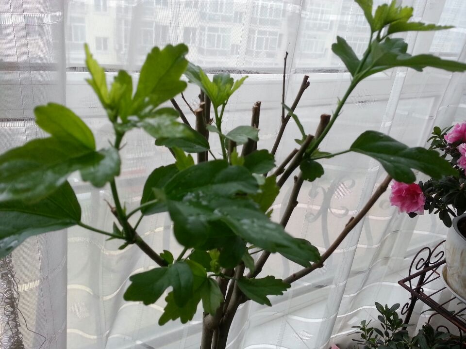 木槿花叶子黄了怎么补救,木槿花叶子发黄的原因及解决方法