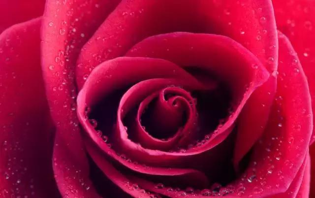 全国31省会城市的市花,全国56个市市花