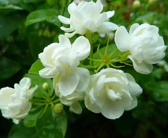 全国31省会城市的市花,全国56个市市花