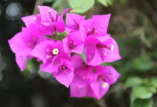 全国31省会城市的市花,全国56个市市花