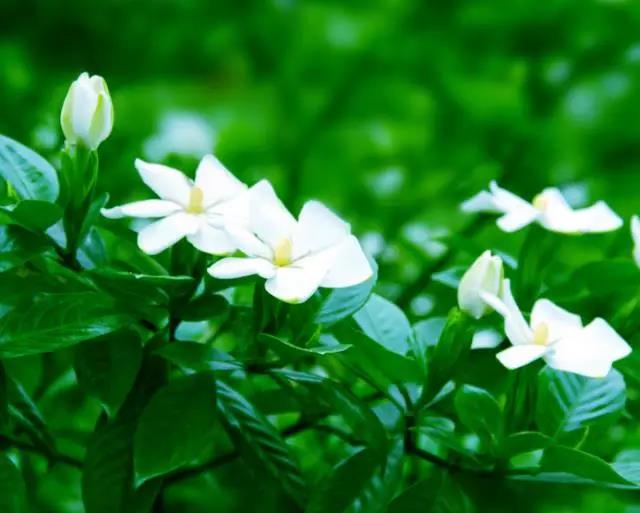 全国31省会城市的市花,全国56个市市花