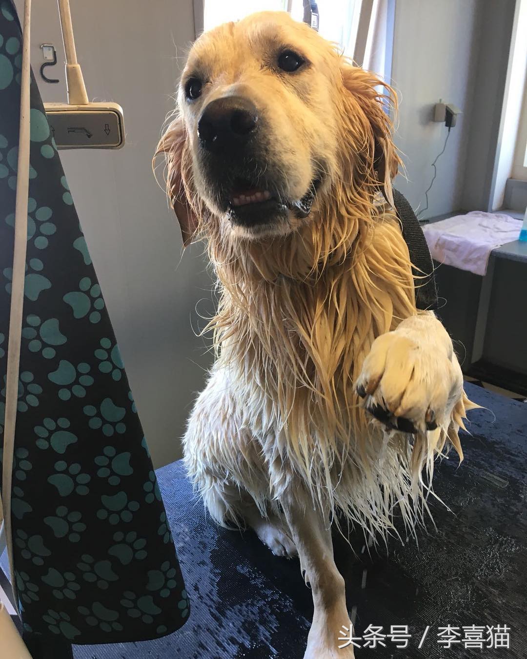 给狗狗洗澡是一门学问，学会这些技巧，不去宠物店自己也能搞定