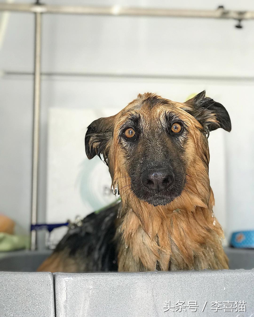 怎么给狗狗洗澡的方式是正确的,给狗狗洗澡的正确操作