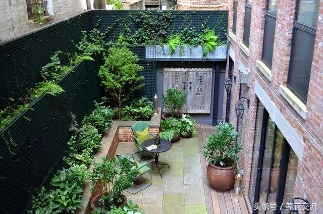 可以爬满墙还好看的植物,可以种在花盆里的乔木