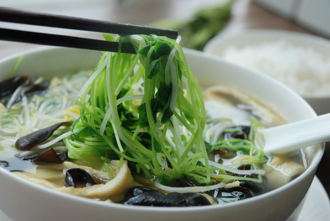 阳台种菜教程书,在家阳台种菜一年四季能种的菜