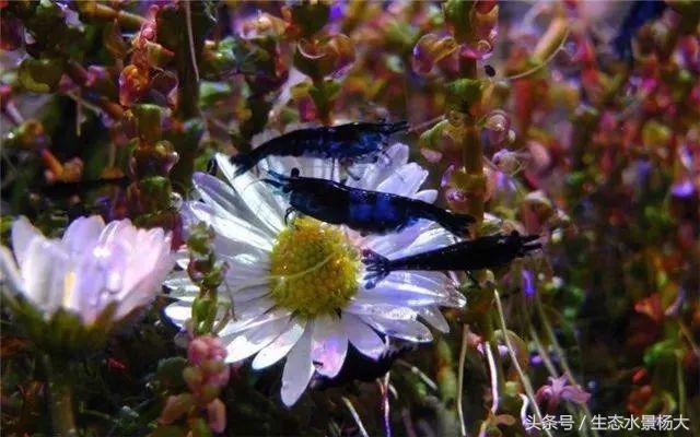 水晶虾开缸养水详细教程,开一个虾缸要多少钱