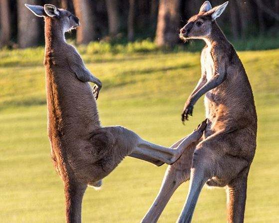 袋鼠肉好吃吗,好吃的袋鼠肉