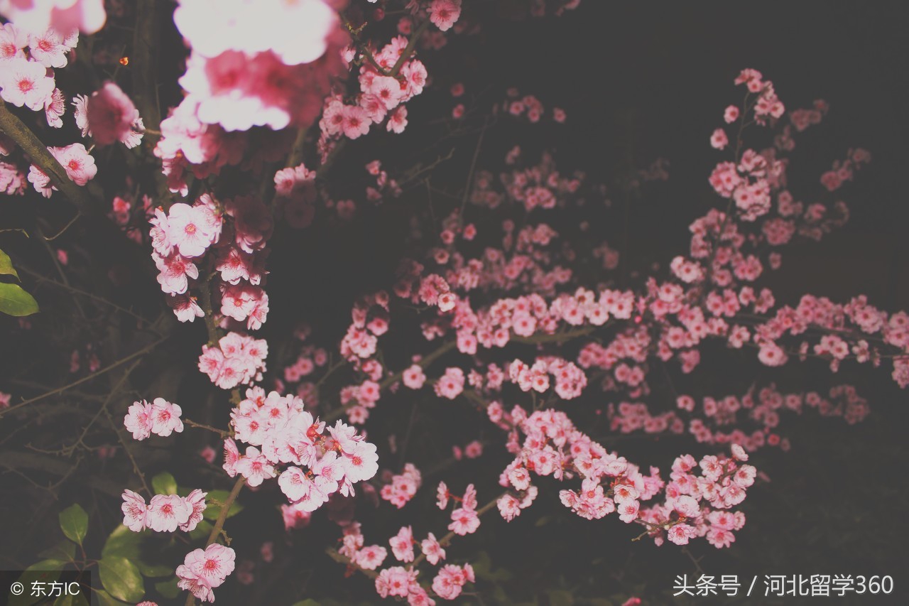 日本留学经济学,日本留学专业经济管理