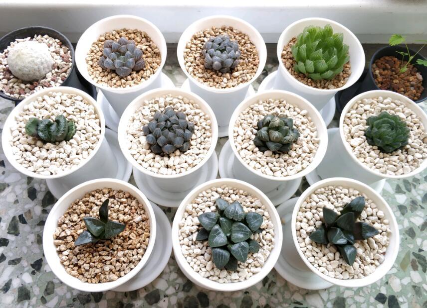 玉露晒伤可以浇水吗,玉露变色晒伤变灰怎么办