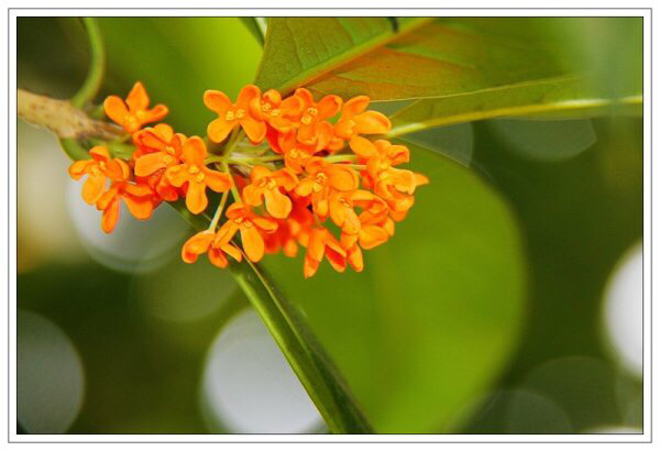 桂花飘香ll绿玉枝头万点黄，缕缕清香满庭芬