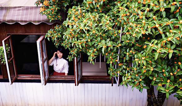 桂花飘香ll绿玉枝头万点黄，缕缕清香满庭芬