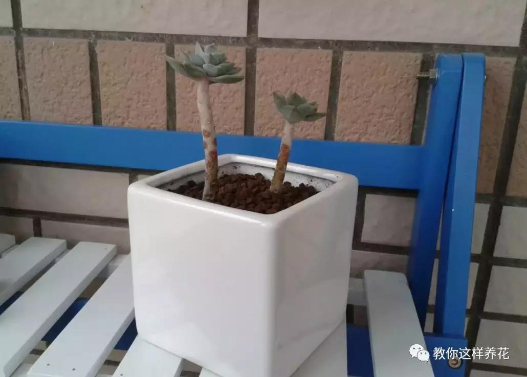 铜钱草修剪完干了如何补救,铜钱草与绿萝哪个好养