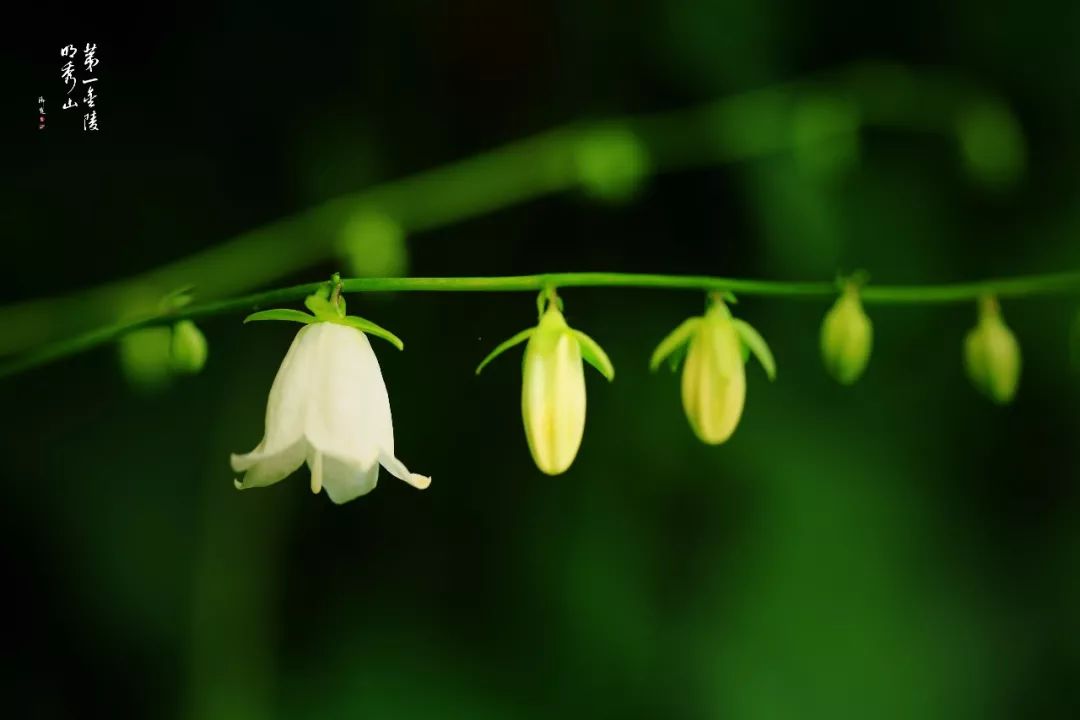 栖霞山百科简介,栖霞山玉竹