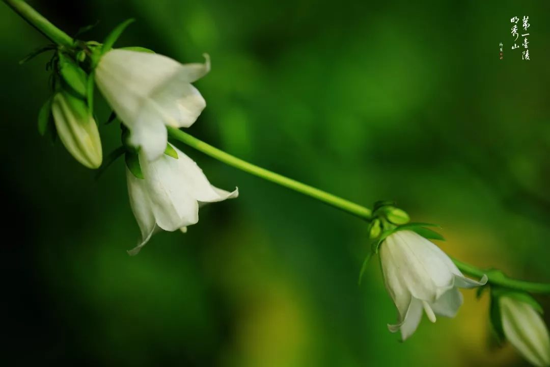 栖霞山百科简介,栖霞山玉竹