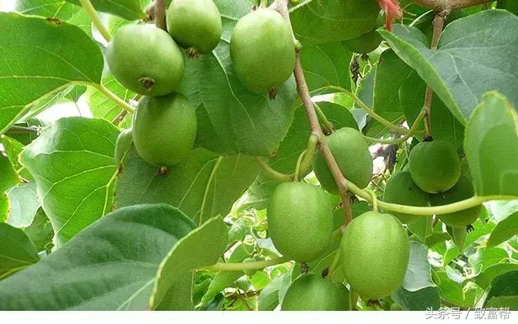营养价值超高的猕猴桃,纯野生猕猴桃维c之王